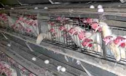 صادرات 6 میلیون قطعه مرغ زنده از خراسان جنوبی